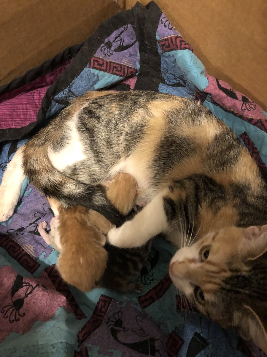 LordInExile's tweet image. Busy mama.