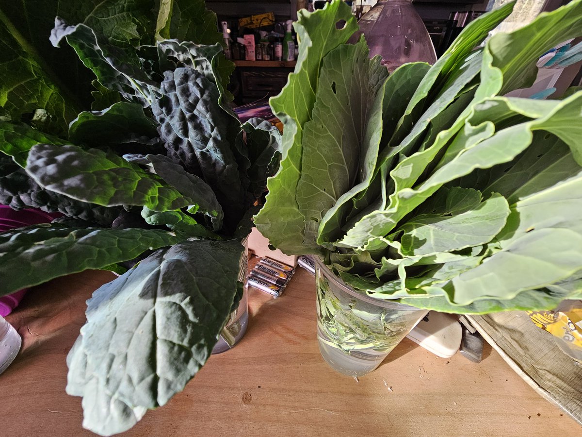 #GardeningX #kale #collardgreens and more! I haven't got to get the other types I've grown harvested yet. But will be. Two of my kales is already bolting. I will grow them in my #gardenstalk for smaller greens. Larger greens in my #raisedbeds the center taller Kale in the picture