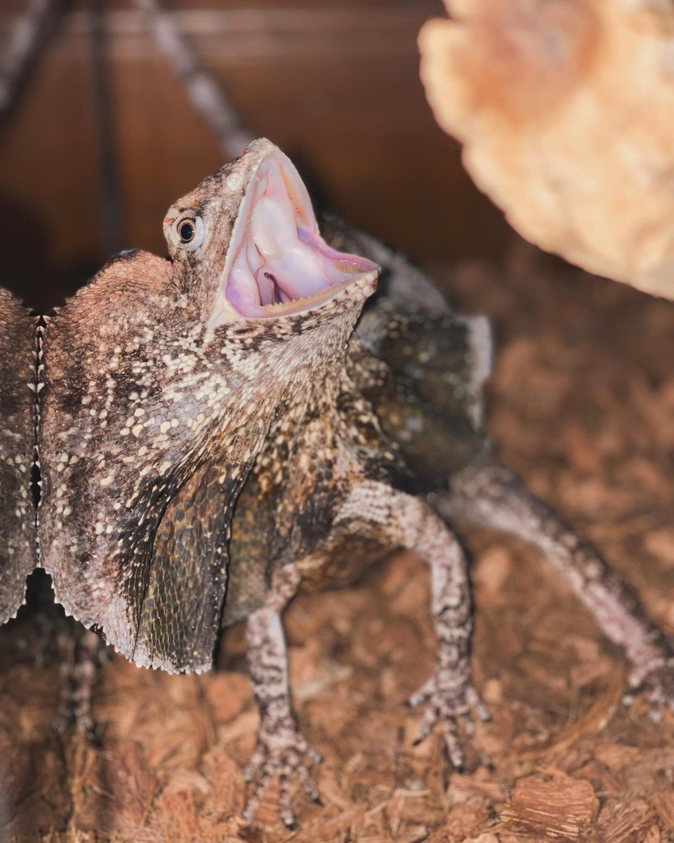 jazmmineTV's tweet photo. Heโs so handsomeโฆ.and angry ๐คฃ
#frilleddragon #angrydragon #baleriontheblackdread #exoticpets #vetmed https://t.co/4OKUSdUONN