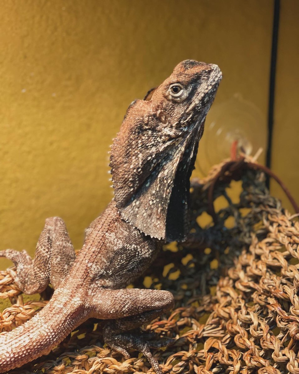 jazmmineTV's tweet photo. Heโs so handsomeโฆ.and angry ๐คฃ
#frilleddragon #angrydragon #baleriontheblackdread #exoticpets #vetmed https://t.co/4OKUSdUONN