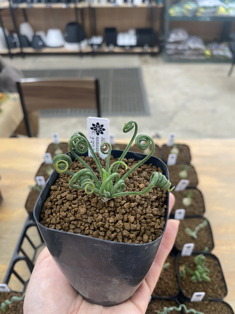 7Ck4eecsTXoKP2Y's tweet photo. ケープ系植物🪴

大人気植物‼️

只今、入荷しました^_^
販売スタートです👍

#ケープ　#ケープ植物　#Albuca https://t.co/G6vYiPc1Mh