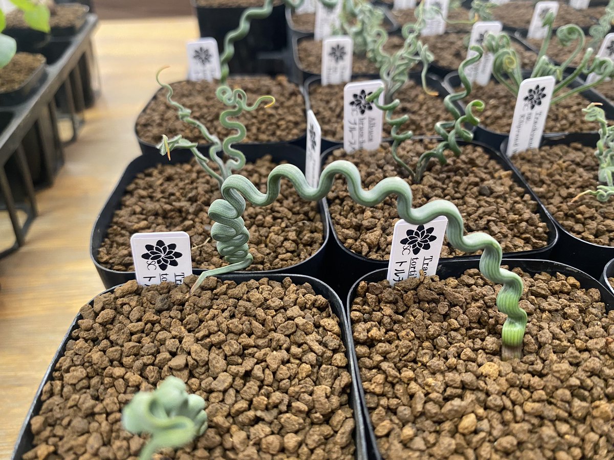 7Ck4eecsTXoKP2Y's tweet photo. ケープ系植物🪴

大人気植物‼️

只今、入荷しました^_^
販売スタートです👍

#ケープ　#ケープ植物　#Albuca https://t.co/G6vYiPc1Mh