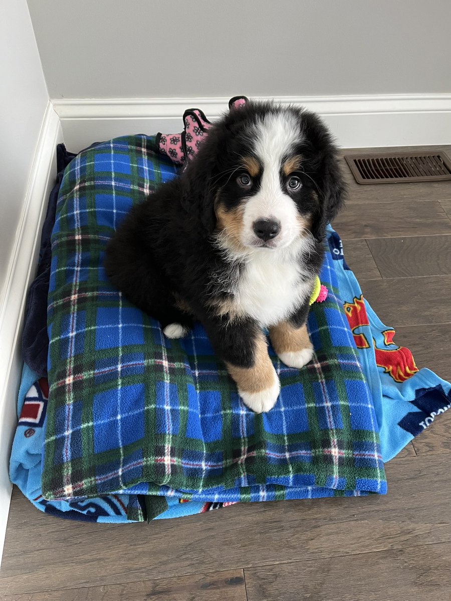 robblee_terri's tweet photo. Welcome home Walter! So many fun adventures are ahead of us 🥰🐾 https://t.co/wrc738i0Pl