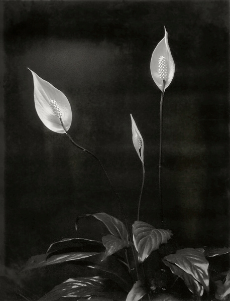 Peace Lily by Fusyou Zen
#thefilmgang #flower #analogfineartphoto #vegetal #monocrhome #largeformat #black #nature #filmphotography #fineart #analogphotography #fineartphotography #photography #dark #photographylovers #composition #filmphotomag #film