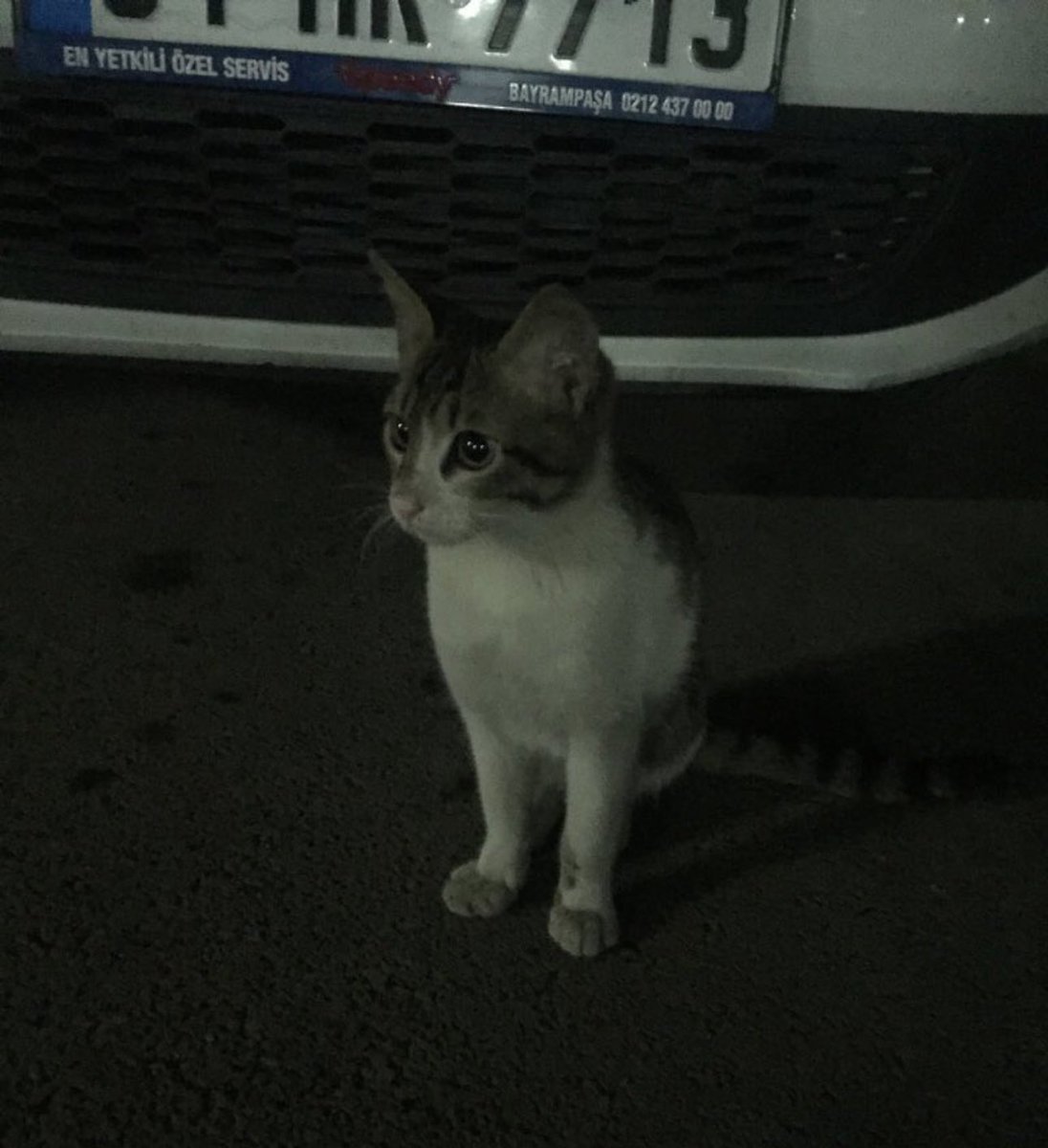 İbrahim Keloğlan. İstanbul Başakşehir'de 5 yaşındaki Eros isimli kediyi apartman içerisinde kapatarak kaçmasına engelleyip daha sonra tekmeleyerek ve ayağıyla ezerek öldürdü. 

Katil mahkeme heyeti tarafından ‘1 yıl 6 ay’ ceza verilerek , sanığın daha önce kasıtlı suçtan cezaya