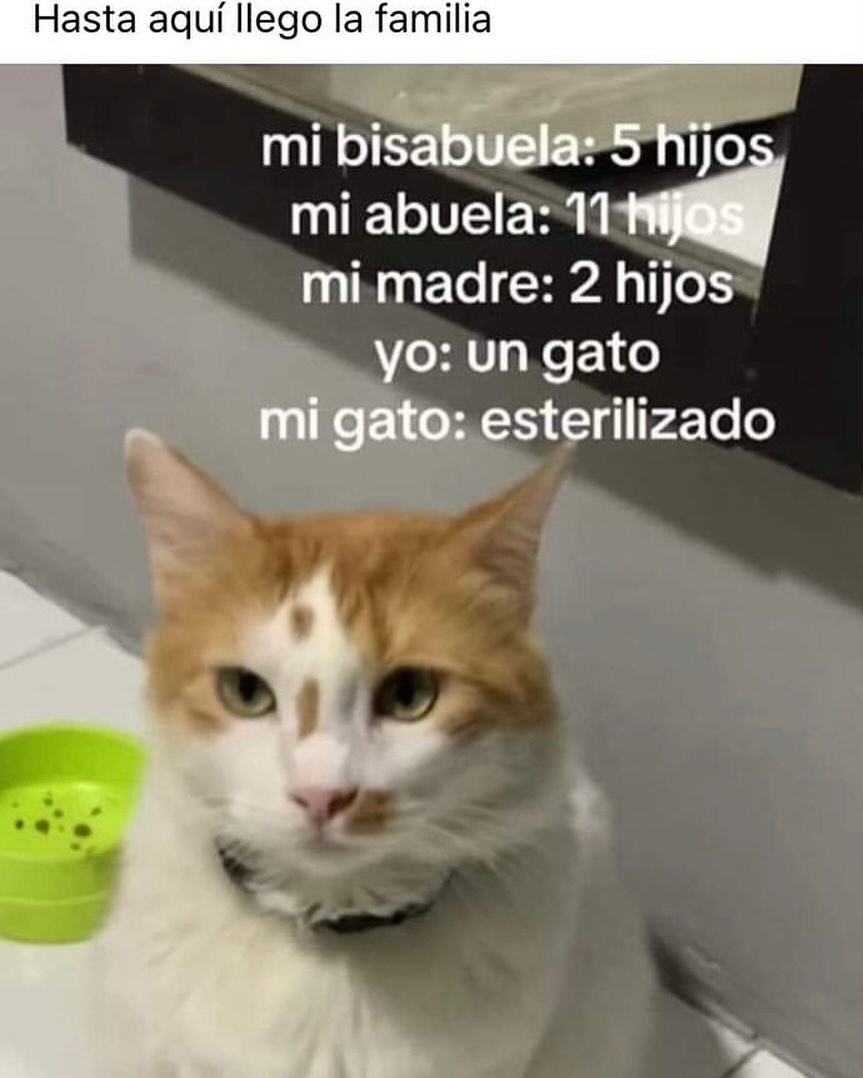 My Cats You Cats (@mycatsyoucats) on Twitter photo 