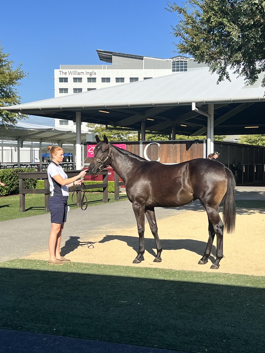 ParamountTbreds's tweet photo. Next through the ring is this gorgeous filly 🥰
 
From a full sister to GLOBAL GLAMOUR...

Lot 682 - Frosted x She's Glamourous (filly) 📰➡️ https://t.co/1gSNFd5XT9 https://t.co/2VlgFncPHx