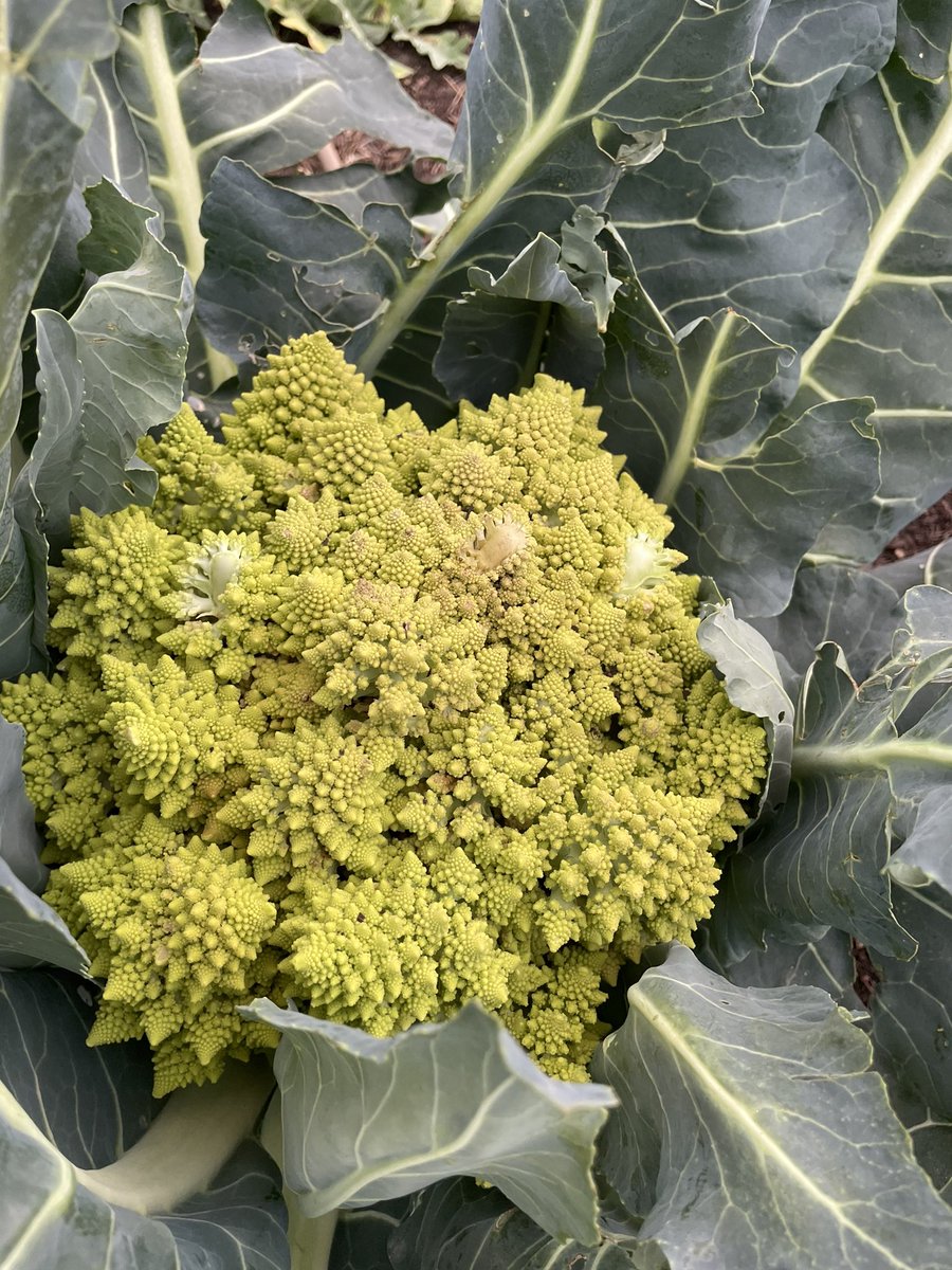 The grand finale of the day at @WilchesterSBISD was harvesting Romanesco!! @readygrowgarden @LizGoodman1 @SBISD