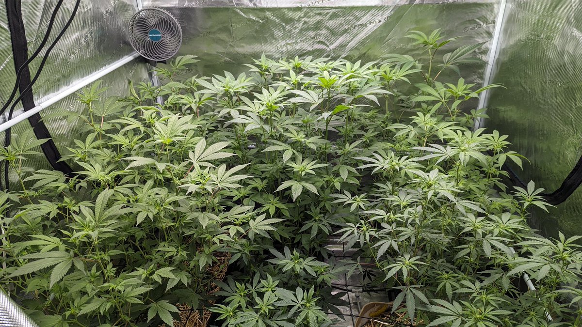 ArizonaGrows tweet media