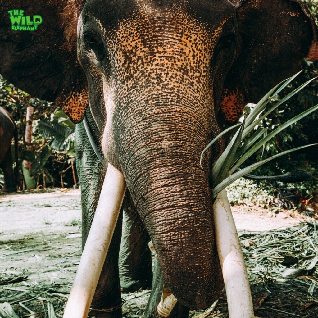 Giant Beautiful Tusker 🥰🥰🥰

#TheWildElephant #SrilankaWildElephants #Srilanka
#WildlifeConservation #ElephantProtection #india #NaturePreservation #HumanElephantConflict #africa #WildlifeRescue #JungleAdventures #uk #EnvironmentalAwareness #ElephantSafeguard #WildlifeHeroes …