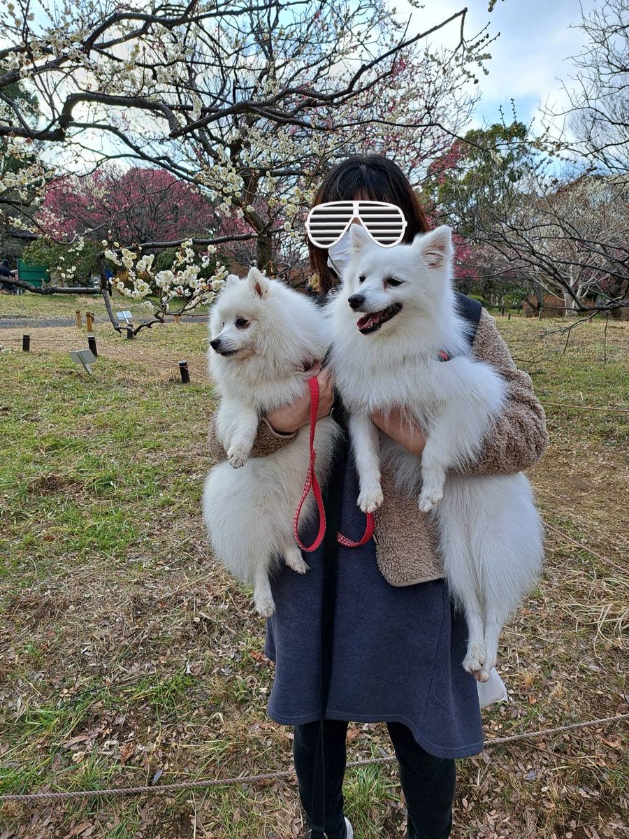 t10o58's tweet photo. 梅がキレイに咲いてるね𑁍𓏸𓈒
ぜーんぜん見てない😂
相変わらず、カメラも見ません🥺
 #日本スピッツ https://t.co/76Ip6zjcbW