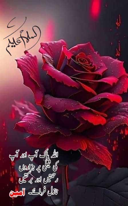 AbdulMa22646330's tweet photo. 🌹ASSAALM U ALIKUM🌹
❤GOOD MORNING🌄 AND HAVE A GOOD DAY🌅 https://t.co/m9SqTE8FwT