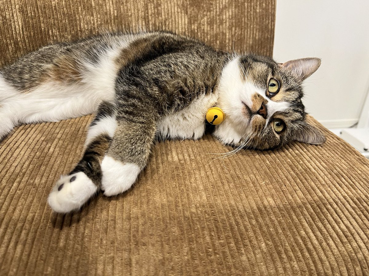 おはごま😼 https://t.co/lOy7DPGHPQ