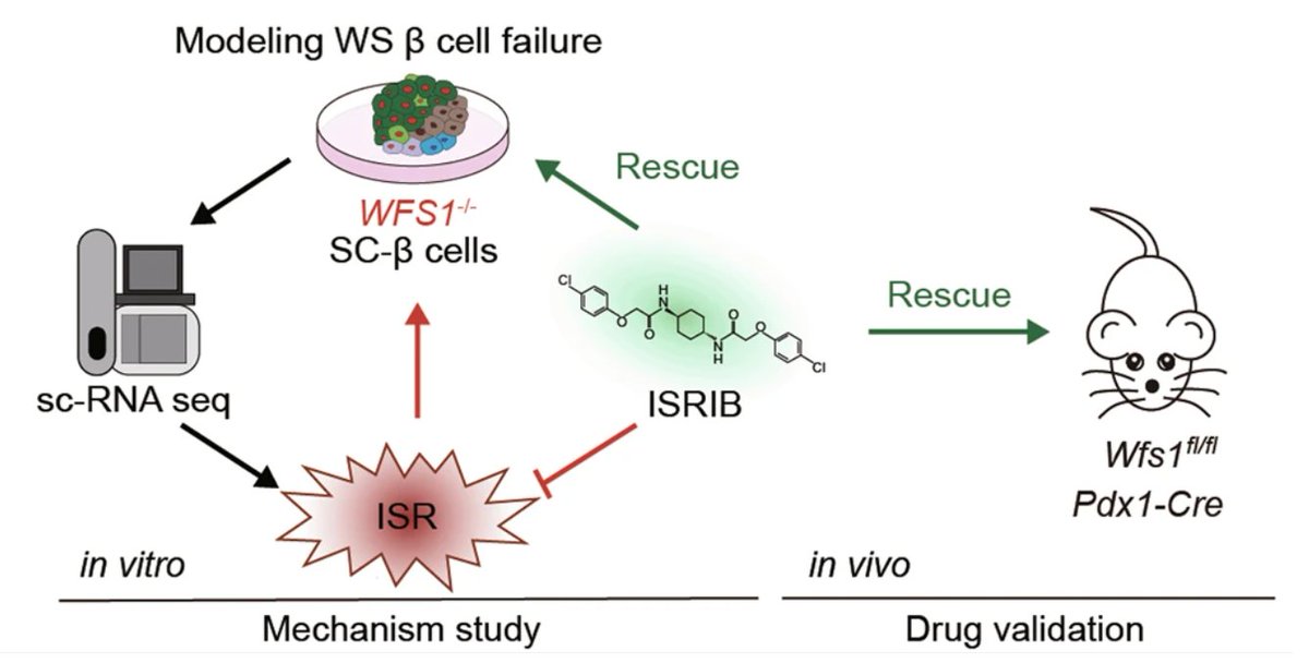 Pancreatic Cell News tweet media