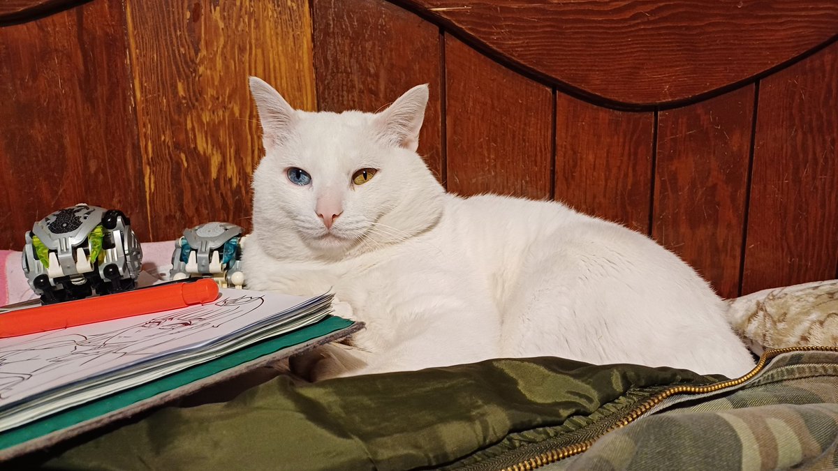 My little dork Rocky, I adopted him 6 years ago after I found him crying on the street, I tried my best to show his eyes but he was sleepy so he refused to cooperate...

Also yes those are Bohrok beside him, because Bionicle is cool...

#FUWAMOCALLIPETS