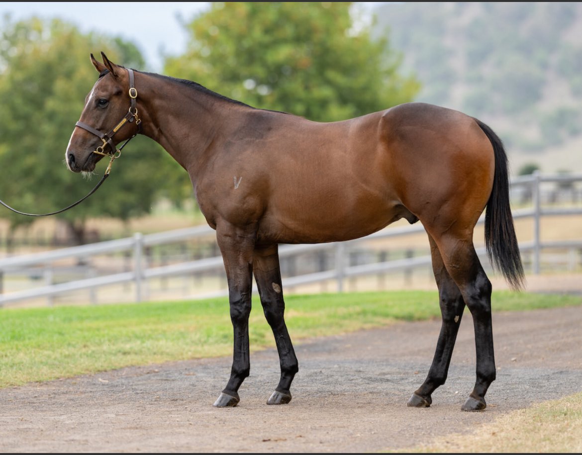 New purchase - Lot 597 a colt by Ole Kirk. Stoked to get some of his progeny in the door. Shares are available get in touch at alexraeracing.com.au <a href="/inglis_sales/">Inglis</a>