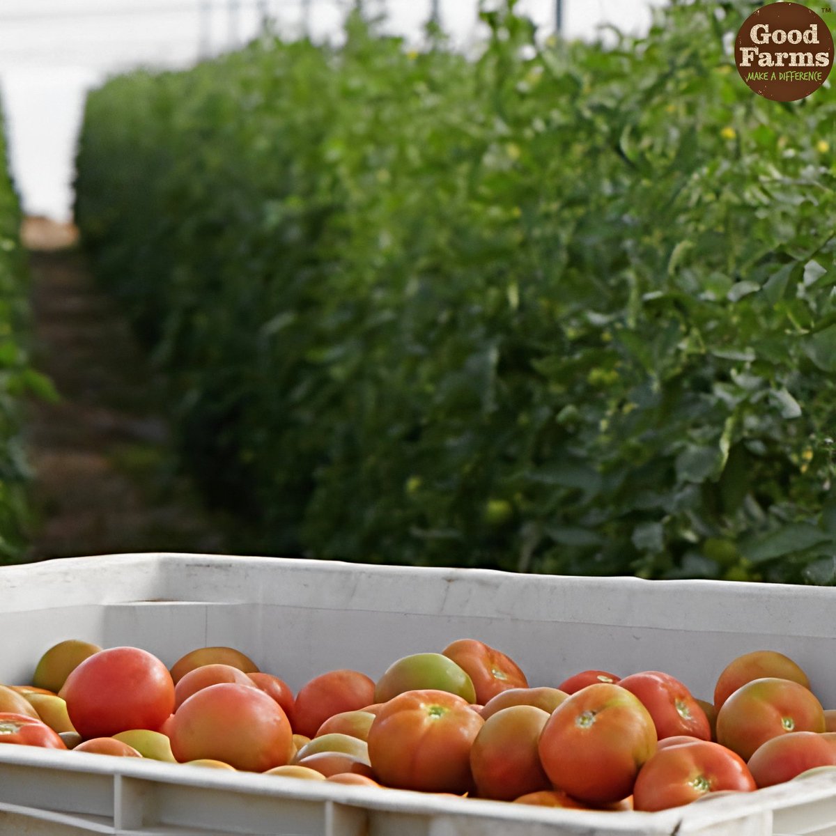 GoodFarms's tweet photo. We worked to reduce #FoodWaste in 2023 by donating more than 2.3 million pounds of imperfect-looking but healthy #tomatoes to food banks like @FeedingSanDiego, @azfoodbanks, @farmlinkproject, and @SDFoodBank. Find your closest @FeedingAmerica food bank at https://t.co/8X3IhnLUPc. https://t.co/ro3gMnPFbf