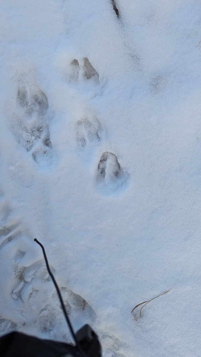 We wrapped up our winter session of <a href="/takemeoutside/">Take Me Outside</a> club at <a href="/BeaconhillFMPSD/">Beacon Hill School</a> with the provocation "What evidence do you have that someone else has been here?"  <a href="/GEOEC/">GEOEC</a> <a href="/GreenSceneFMPSD/">Green Scene FMPSD</a> <a href="/fmpsd/">Fort McMurray Public School Division</a>