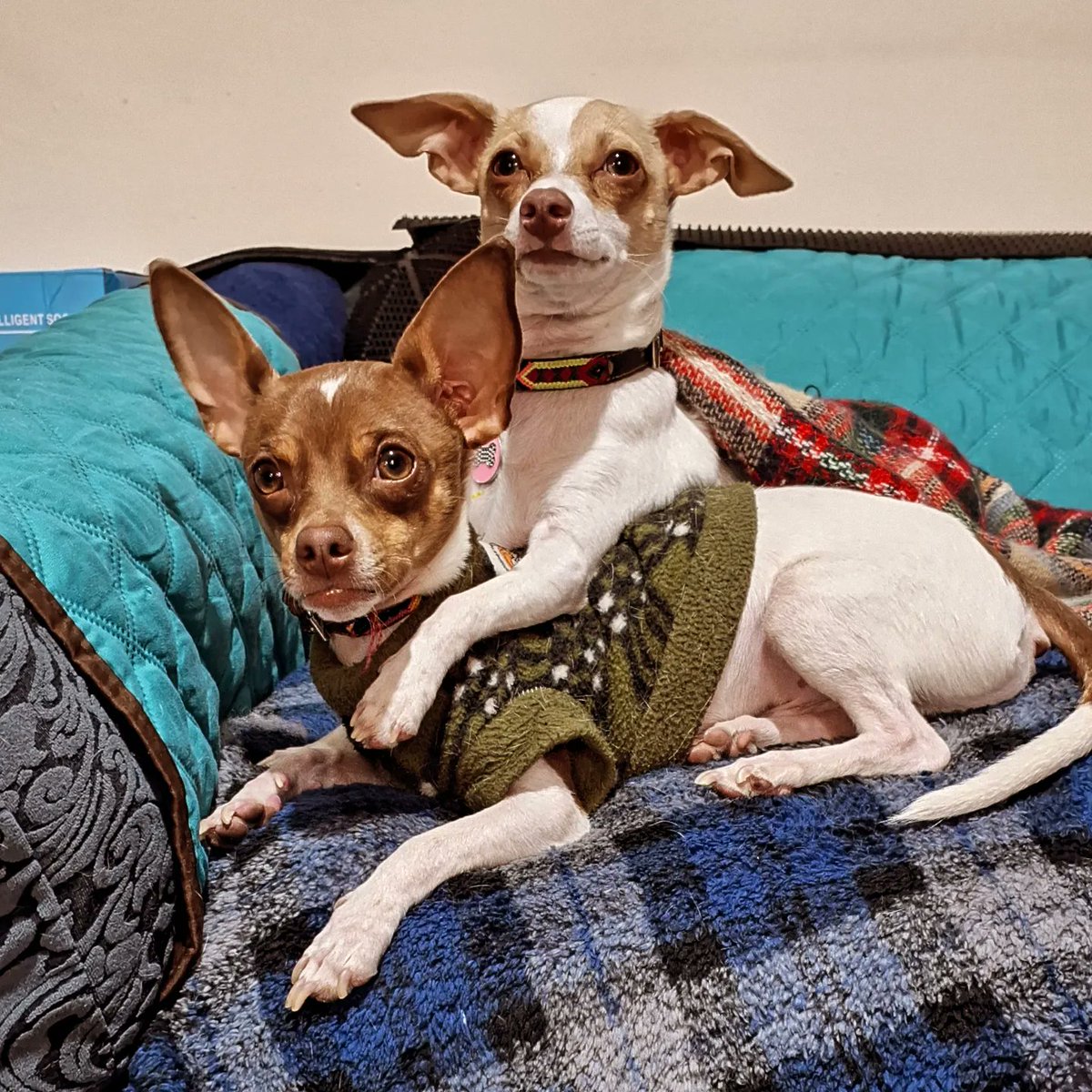 Luzguf's tweet image. Bebés los amoooo tantooooo ❤️❤️❤️ #vaquitas