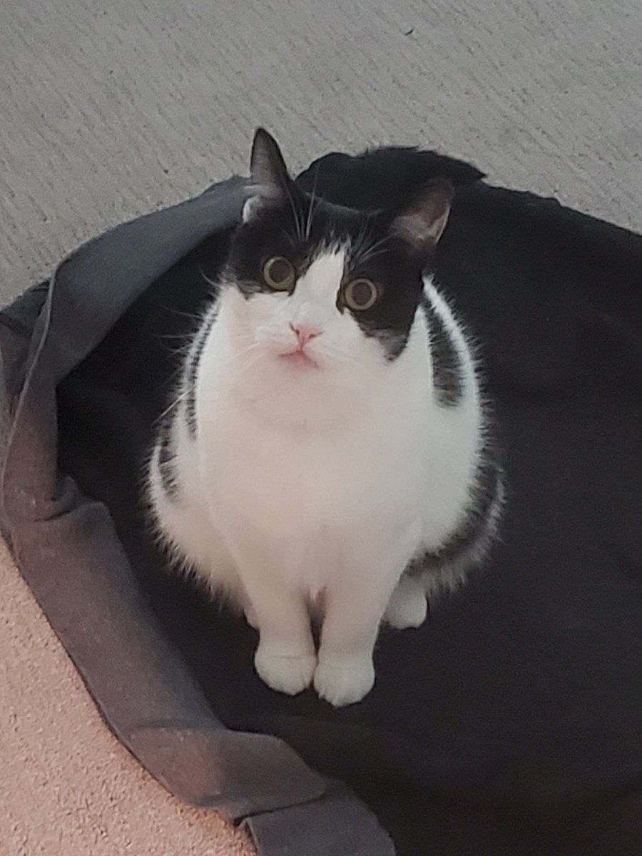 Jafleurs's tweet photo. Bobadobaqdoba

#3dart #CatsOfTwitter https://t.co/ZwPuinxnXH