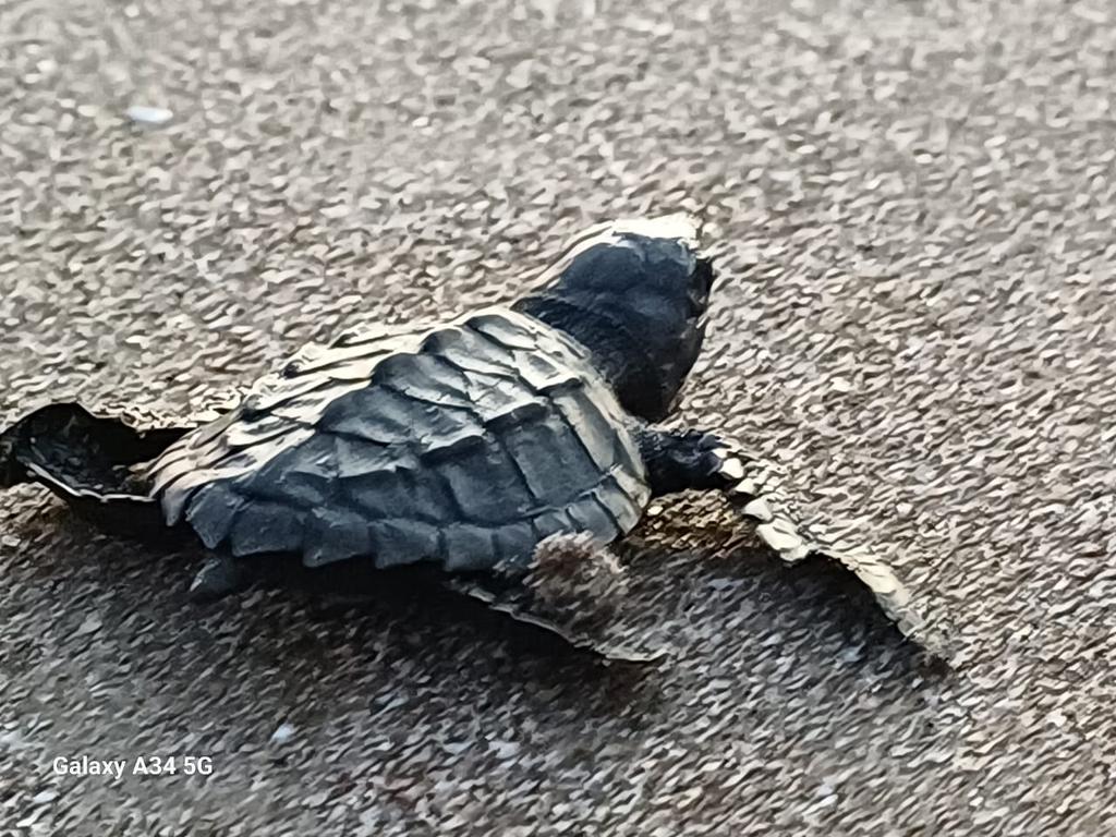 Con la participación de turistas nacionales y extranjeros, realizamos la liberación de 45 tortuguillos de la especie Paslama, en las costas del Refugio de Vida Silvestre La Flor, en San Juan del Sur, Rivas.

 #TortugasMarinas #MARENA #Biodiversidad #Nicaragua #AmorAlaMadreTierra