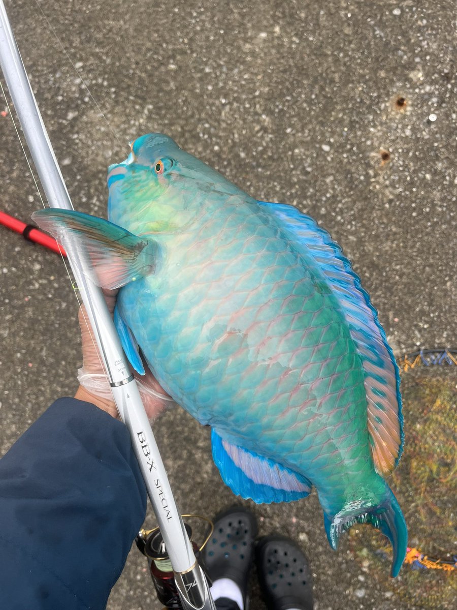 uchina_angler's tweet photo. 尾長チャレンジ甘くない、 https://t.co/PaYIUsGyNr