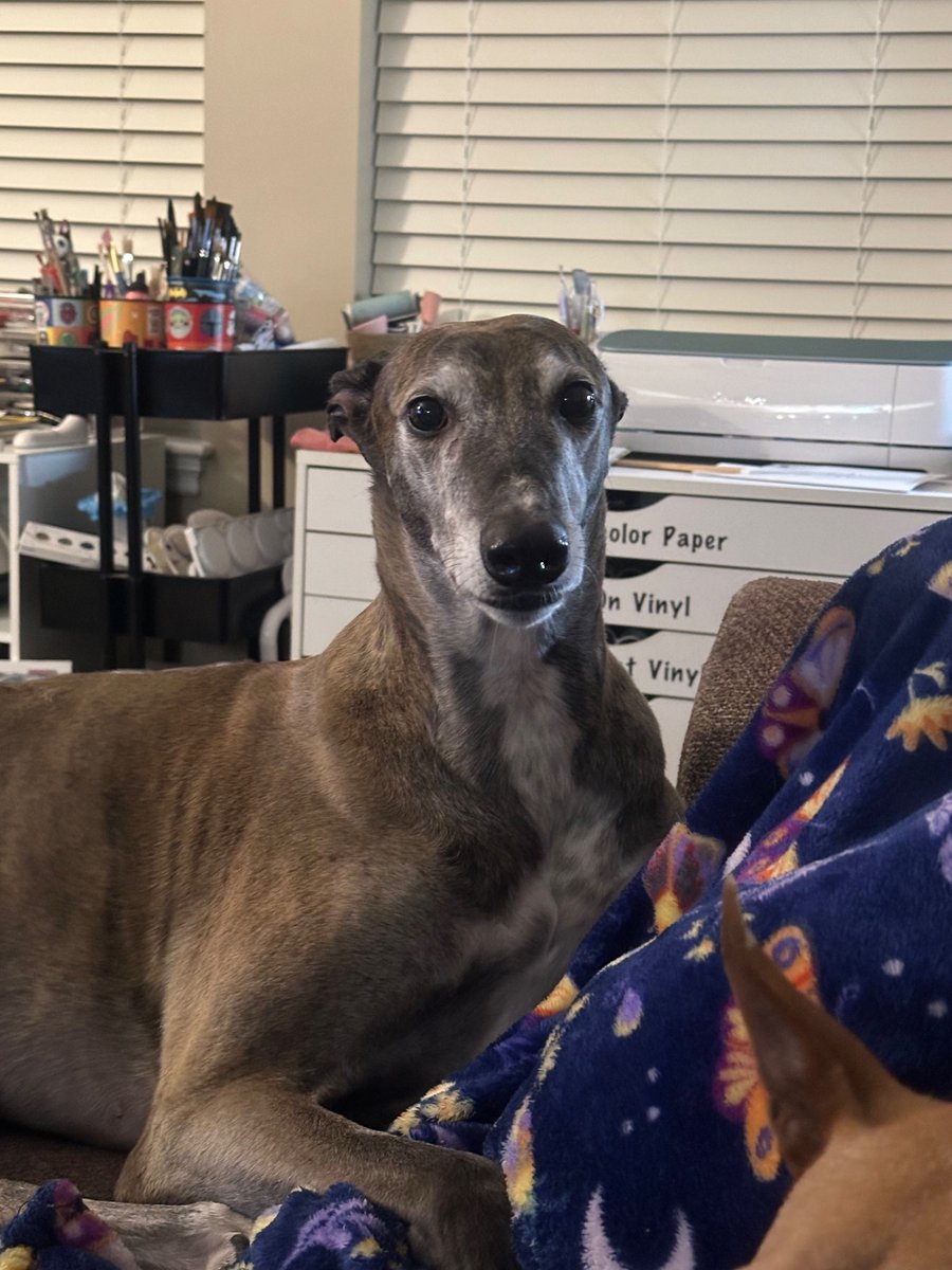 BoundarylayerB's tweet image. Meteoropawlgist Ruby looking at the latest model data. #mawx