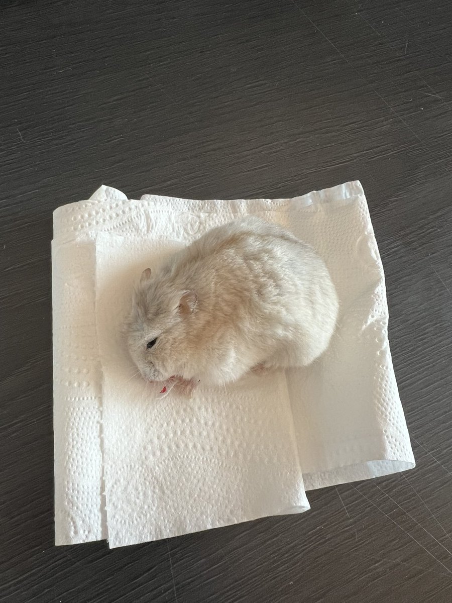 햄돌이가 갔습니다. 다들 햄돌이에게 주신 애정 감사합니다. 장례는 시골 소유지의 양지 바른 곳에 묻어줄 예정입니다.