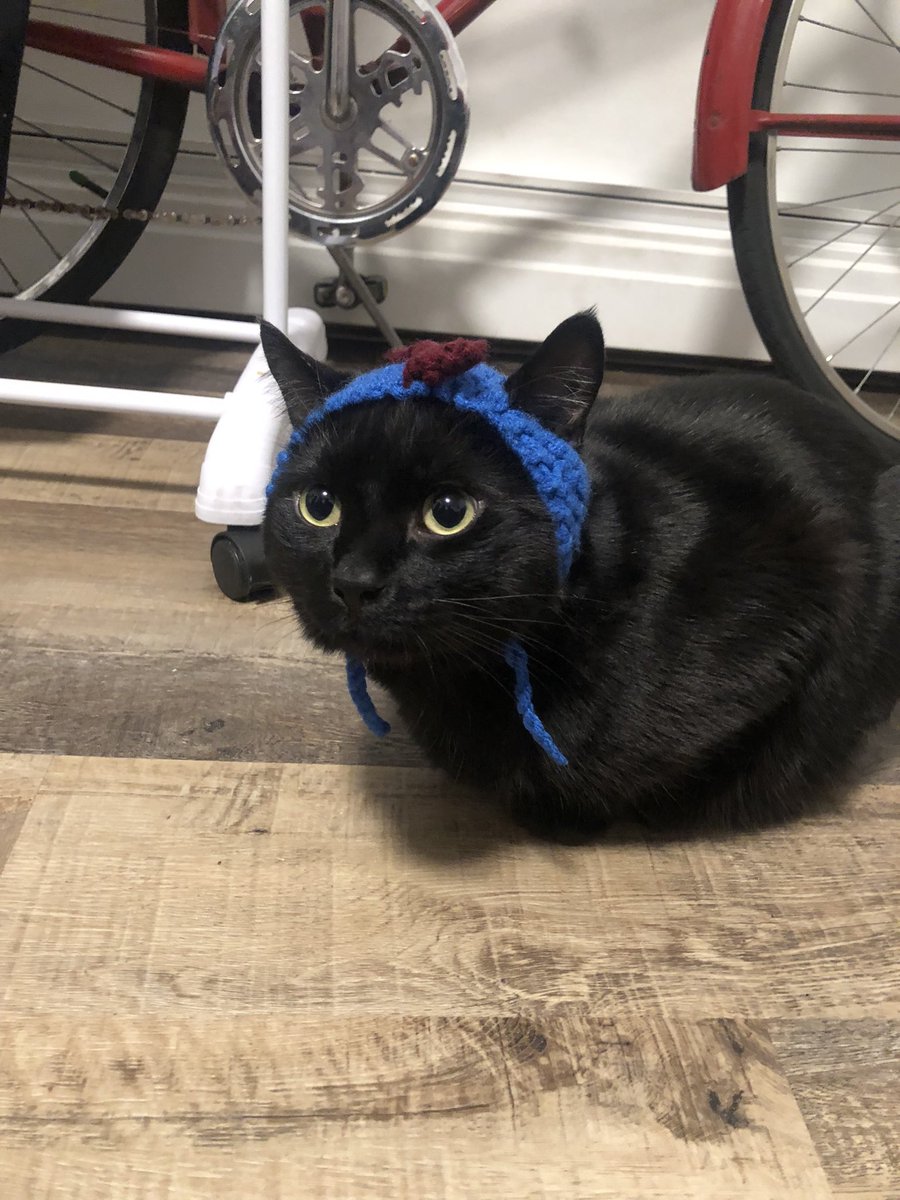 coldhellstudio's tweet photo. I haven’t finished any art yet so…cat https://t.co/kfYMKcLSVi
