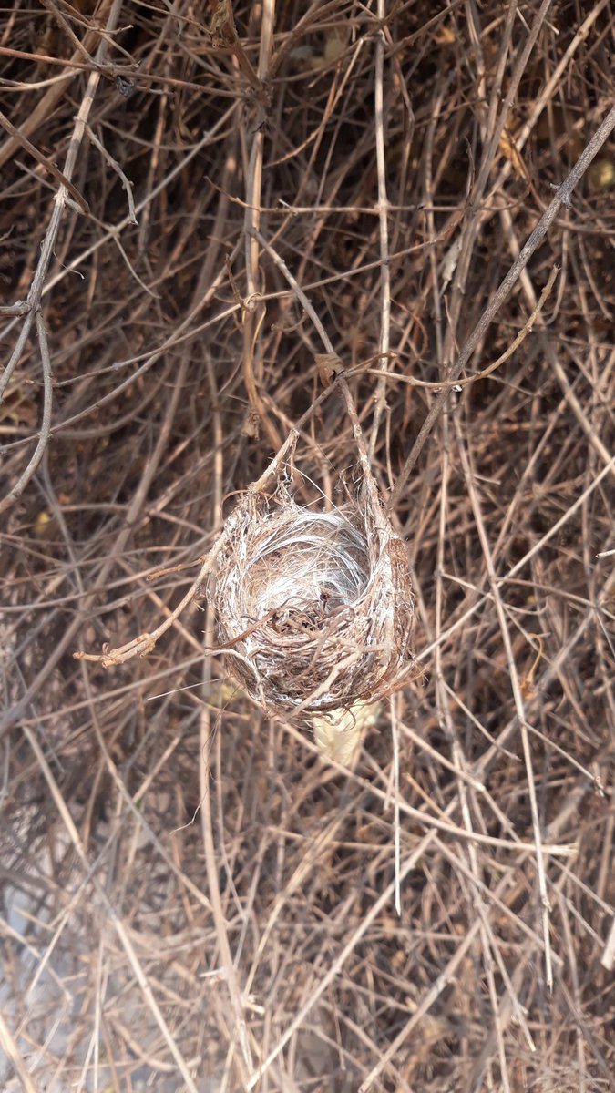 iamindranin's tweet photo. She built her nest in the perfect camouflage of the dry vines. But the nest is empty now. Did she abandon her chicks or they fell prey to pestilence or predators? I clicked this evocative image last weekend.... I hope she is happy in her slice of blue sky... bird of empty nest. https://t.co/5uAGTFNYoH