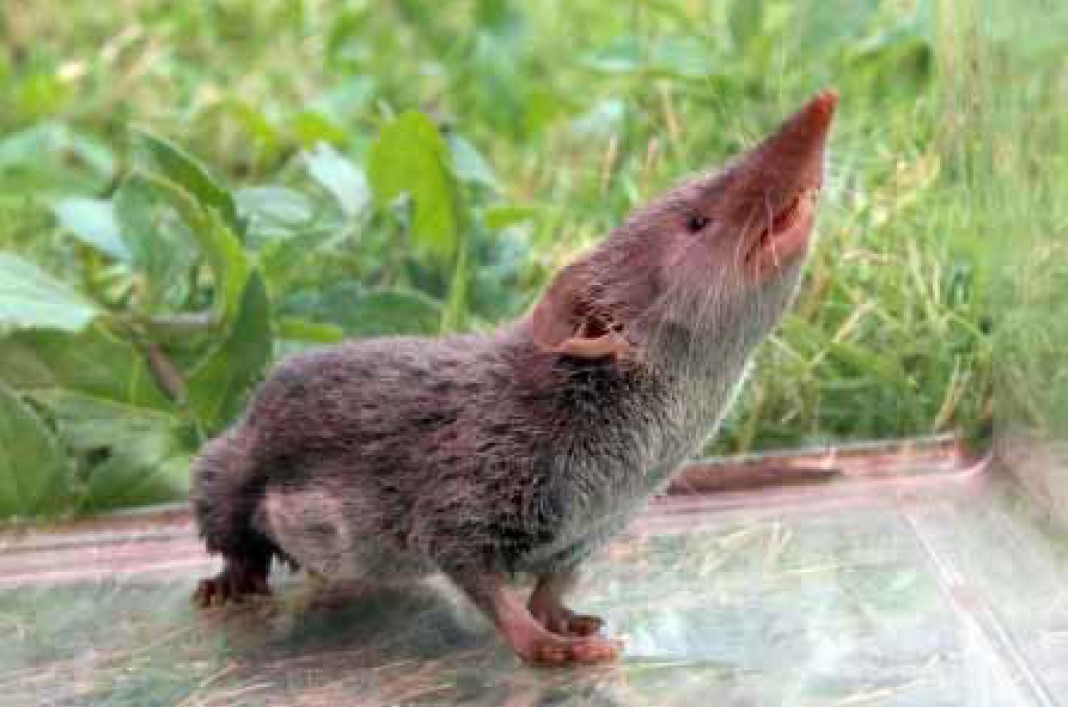 【研究成果】
ジャコウネズミは日本列島へ複数回移入された～隠された人の往来史の解明へ期待～（低温科学研究所　助教　大舘智志）

詳細はこちら
hokudai.ac.jp/news/2024/02/p…

#北海道大学 #北大