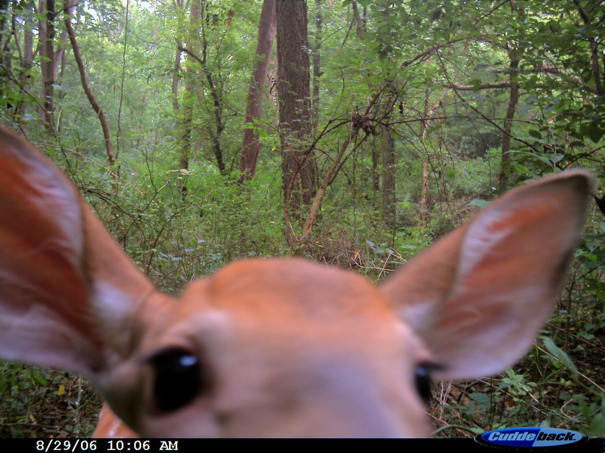 Trail_Cams's tweet photo. https://t.co/0pFOBtGZ55