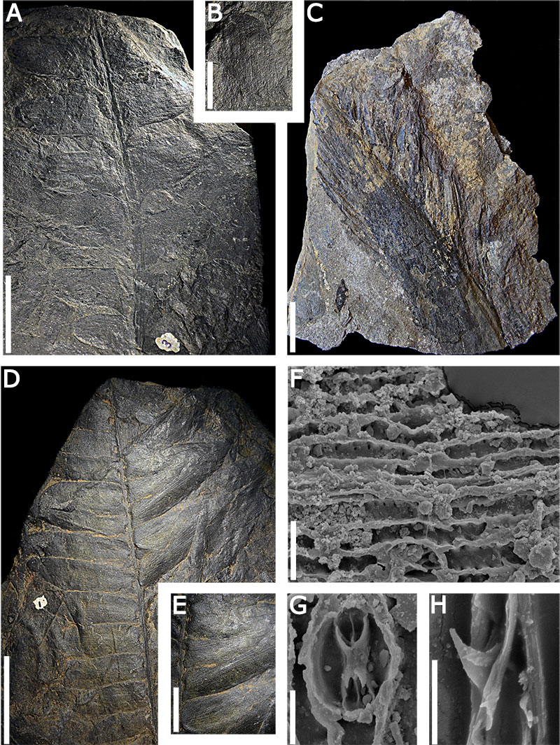 PalaeoE's tweet photo. New report on #paleoflora from the #Jurassic of #Mexico. The authors name a new #species, amend the diagnosis of another, and report 4 more #genera in the region for the first time. Altogether, the ancient #plants of Mexico are in need of much more study. https://t.co/UnPe7JmBDb
