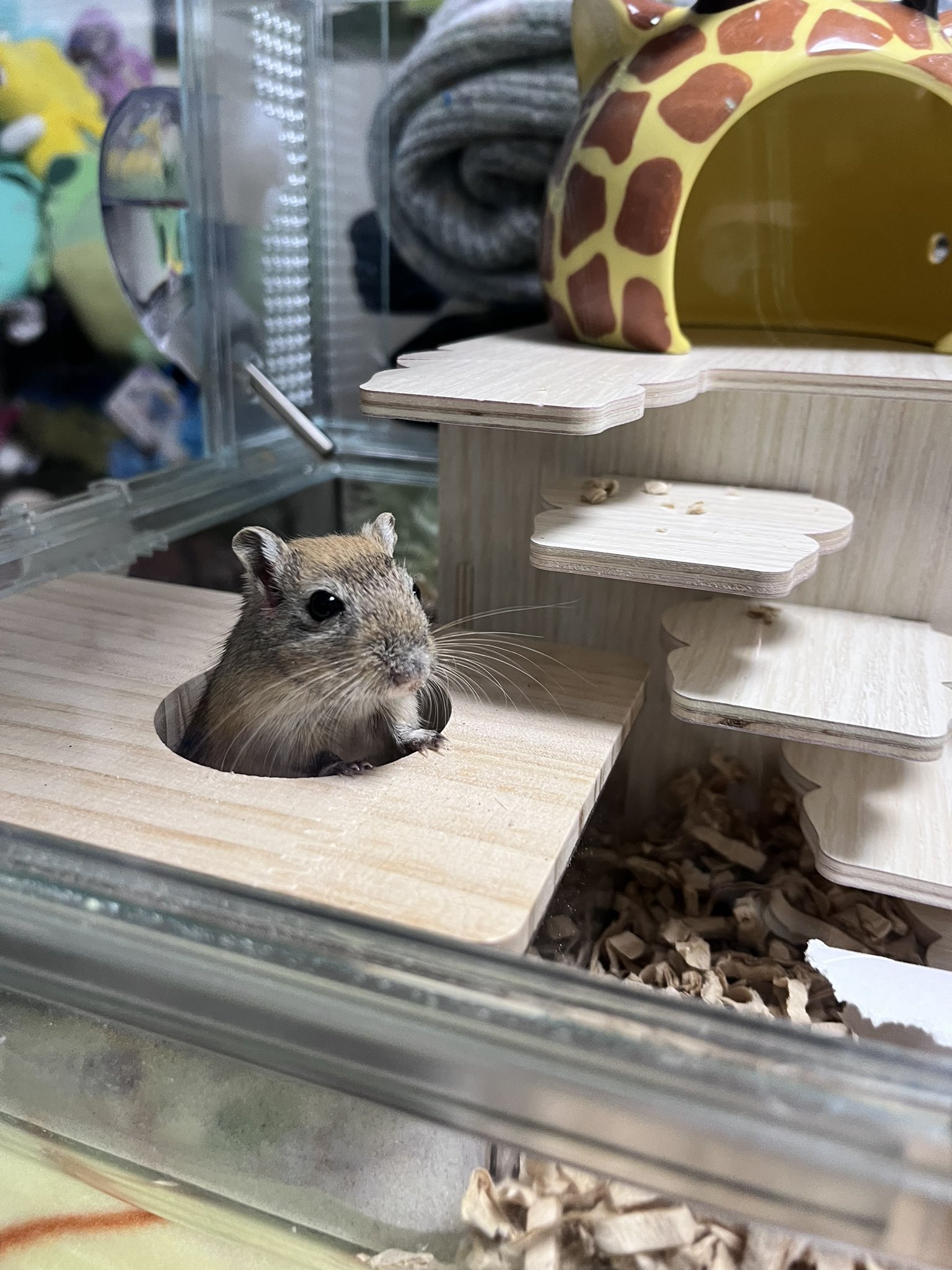 ナツメグ - অনুসন্ধান / X