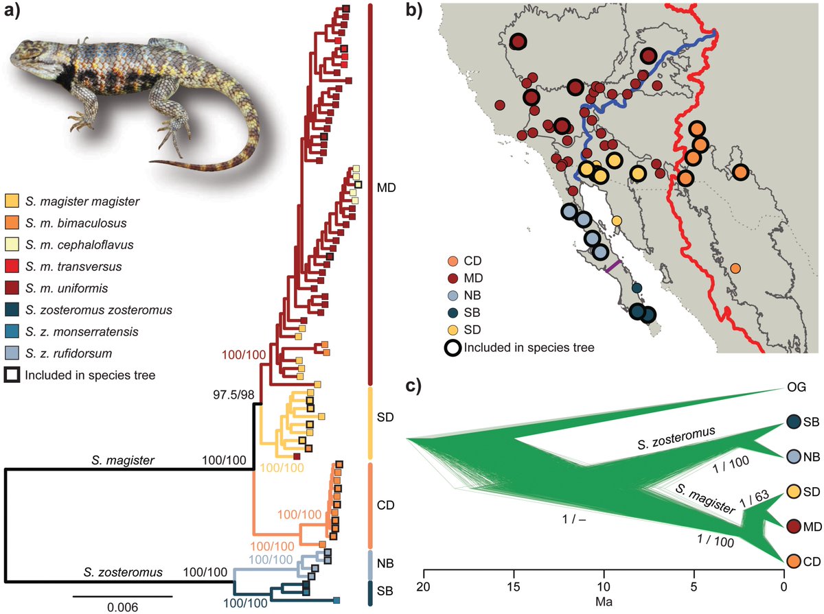 CarlosJPavonV's tweet photo. Check out our new paper in @systbiol ! We show how genomic data can be used to evaluate the role of geological features, geographic distance, and environmental heterogeneity in population differentiation using a cool group of desert-dwelling lizards: https://t.co/Pk3PQtnnlL https://t.co/Z5mfRmsWaS