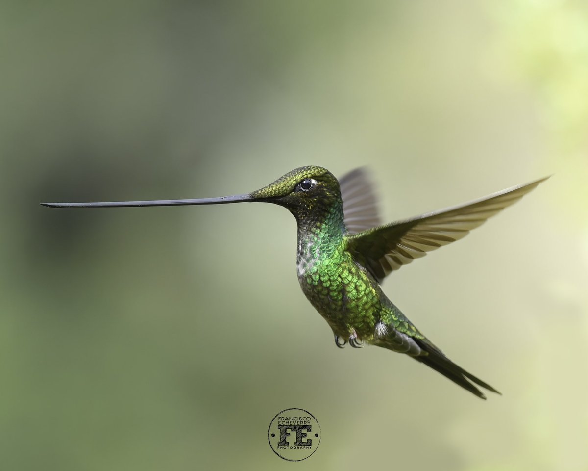 fe_photo_'s tweet photo. Y Aprovechando que se viene la #COP16 y que #BogotáEsCOP16 es finalista, quisiera compartirles algunas de las maravillosas aves que habitan en nuestros los cerros orientales. https://t.co/nfNxTyOLE8