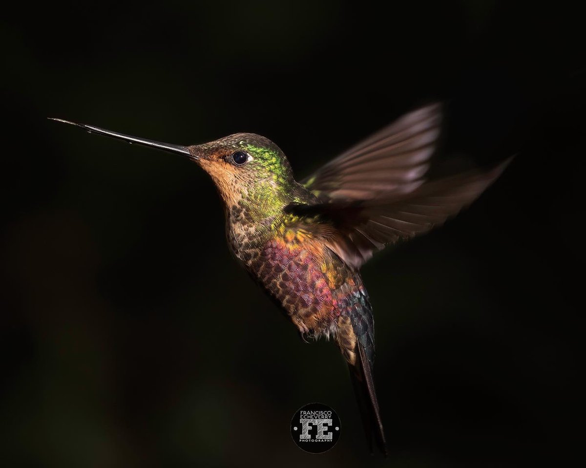 fe_photo_'s tweet photo. Y Aprovechando que se viene la #COP16 y que #BogotáEsCOP16 es finalista, quisiera compartirles algunas de las maravillosas aves que habitan en nuestros los cerros orientales. https://t.co/nfNxTyOLE8