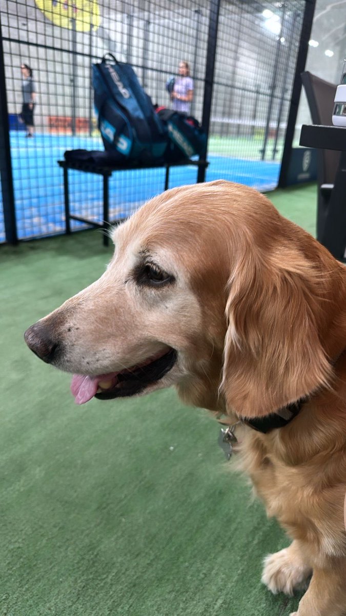 Una invitada estrella #padeltime #cosasquedisfruto #kimi #goldenretriever