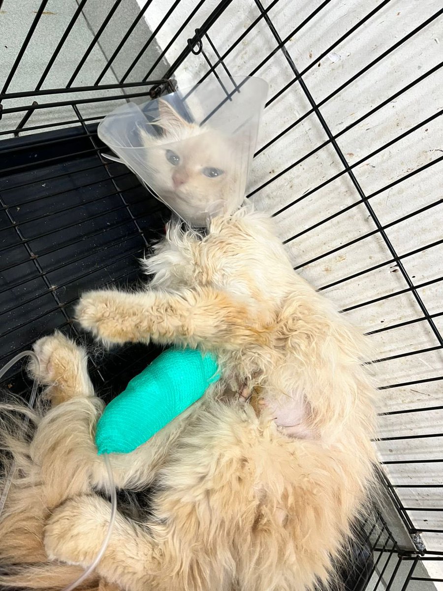 dianakorkunoba's tweet photo. Hi Pencinta Kucing, Saya dgn rendah diri ingin meminta bantuan kuasa viral, mncari dana utk kucing saya Poi, yg sdg drawat di Klinik Veterinar Putra Nilai. Poi mgalami Pyometra which is life-threatening infection. Sedikit sebyk bantuan semua dpt mringankn Igi beban Poi &amp; saya🤗❤️ https://t.co/MWnhnR15e4