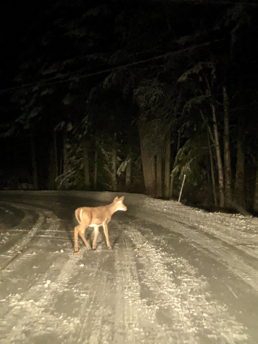 SolarRoadways's tweet image. How can SR help with this dangerous situation?

Many of you already know, but for those who don&apos;t:

instagram.com/p/C3RP41npjZv/…

#SolarRoadways #IntelligentInfrastructure #protectwildlife #wintersafety #drivingsafety #deercrossing 

Newsletter@SolarRoadways.com