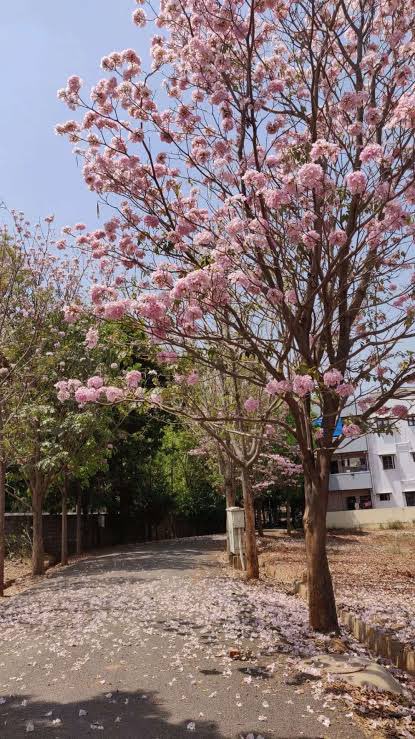 AugustMoon28_'s tweet photo. As I made my way to work yday, I noticed that spring has arrived in my city. The Pink Trumpet trees are in full bloom, boughs laden with what we lovingly call Sakura. And I couldnโt help but think, one more Sakura season before we will have all the Tannies back ๐ฅบ๐ https://t.co/IYt5b0HfZS