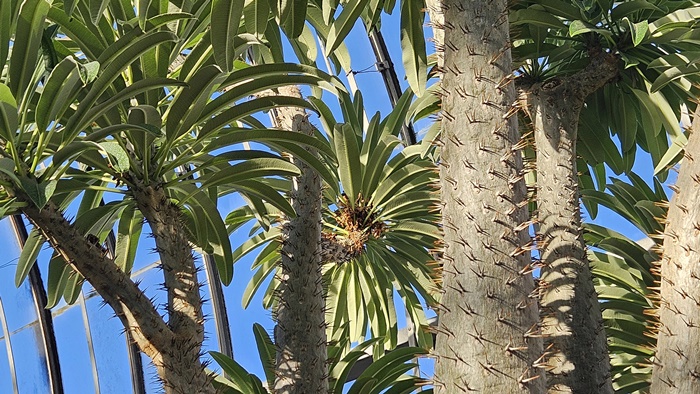 cltr's tweet image. Palmiers de Madagascar sur la page titre de mon nouvel album photos « Plantes africaines » publié aujourd’hui sur Le monde en images    
monde.ccdmd.qc.ca/ressource/?id=…        
#photo #photographie #photography #Afrique #Africa #botanique #science #nature #Montréal #Québec #Canada