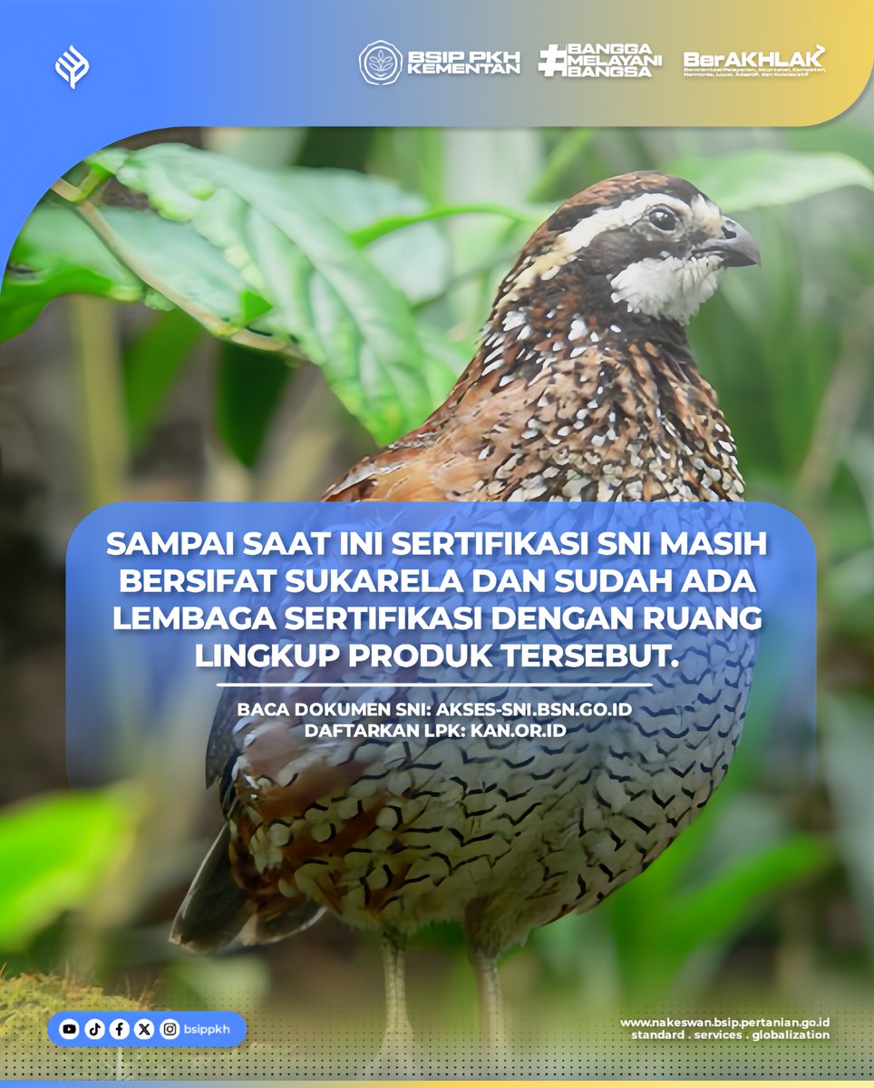 brmppkh's tweet photo. Halo SobaTani!
Kali ini, kita akan membahas tentang SNI Pakan Puyuh Bertelur. Pakan puyuh ini tidak hanya untuk Pertambahan Bobot Badan (PBB) si puyuh loh, tapi penting untuk kualitas telur puyuh yang dihasilkan.
#bsippkh
#kementan
#SNIPakanPuyuhBertelur
#infosni https://t.co/wwG0b3m12e