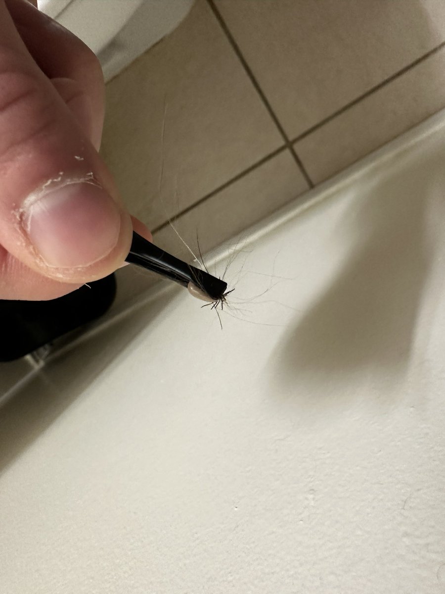 MoSullySteele's tweet photo. @MDC_online ticks are already out https://t.co/eJkgJRWfIl