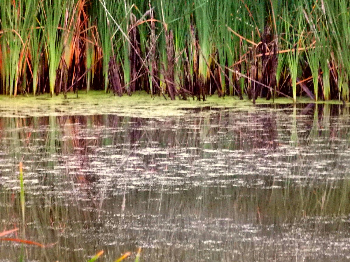 Victoriajd36's tweet image. #texturespatterns