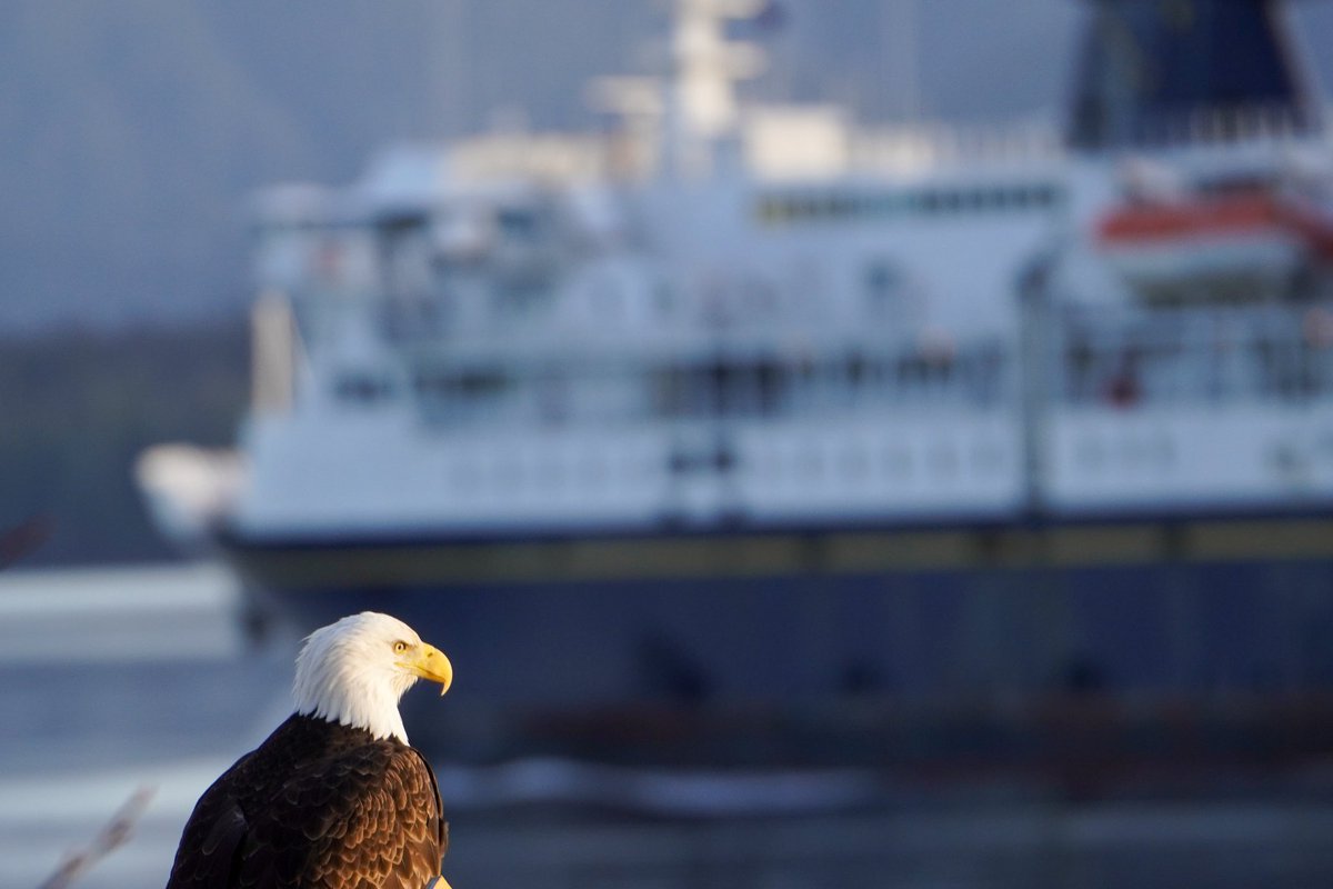 alaskalund's tweet photo. Bird and a boat. https://t.co/MBLfD3Hvx0