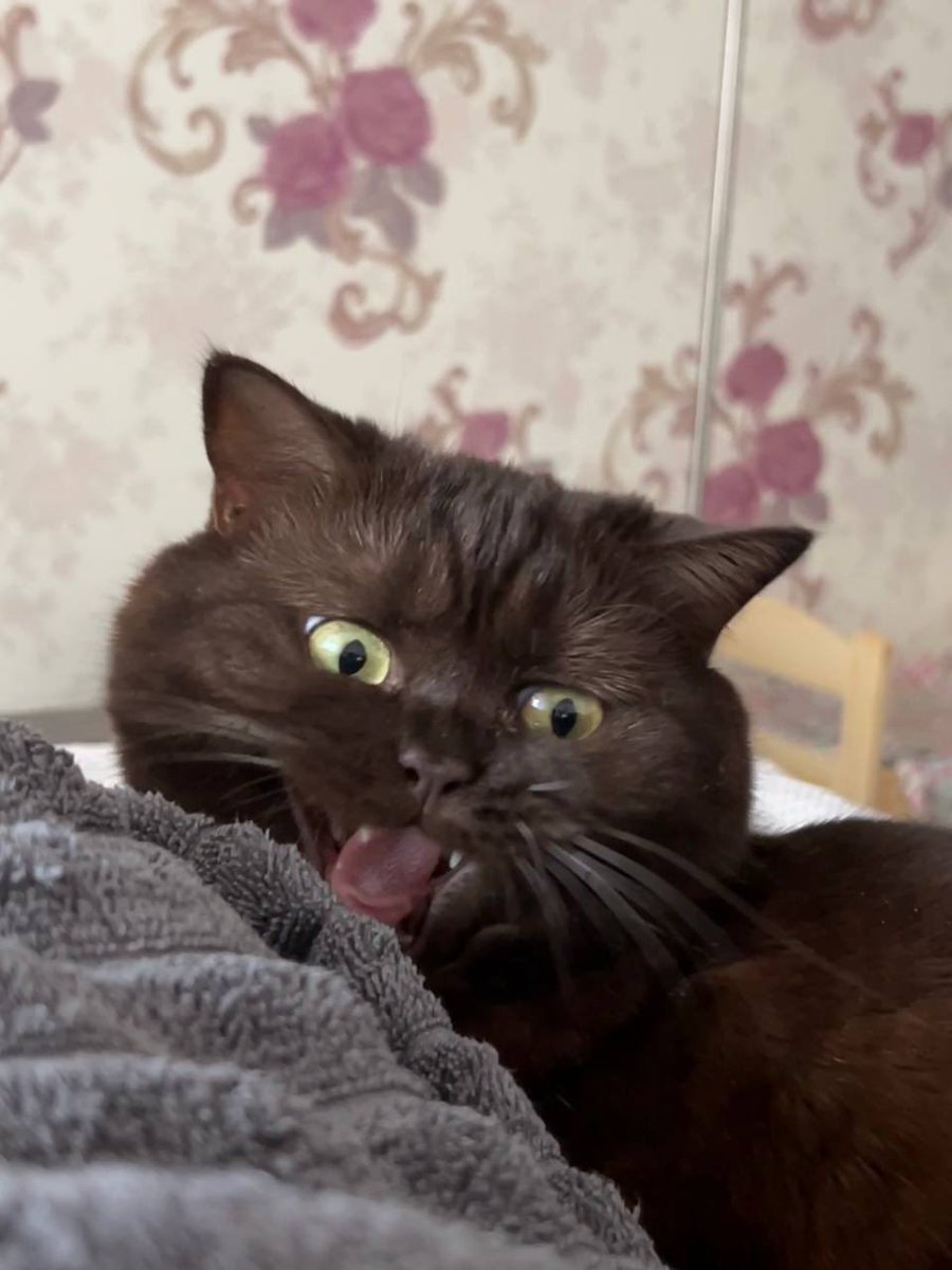 Аннушка с маслом и кошка Кирочка🐈⬛ tweet media