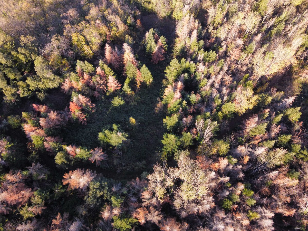 CREAF_ecologia's tweet photo. La #sequera persisteix i el nostre bosc sofreix 🍂💔
Aquestes fotografies, recollides pel voluntariat d'@AlertaForestal durant el darrer any, ho registren molt bé❤️‍🩹 https://t.co/srfY6unczi