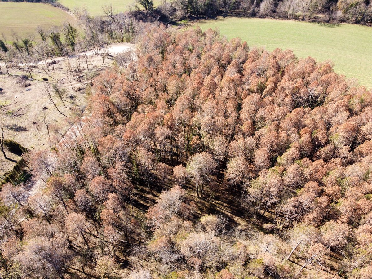 CREAF_ecologia's tweet photo. La #sequera persisteix i el nostre bosc sofreix 🍂💔
Aquestes fotografies, recollides pel voluntariat d'@AlertaForestal durant el darrer any, ho registren molt bé❤️‍🩹 https://t.co/srfY6unczi