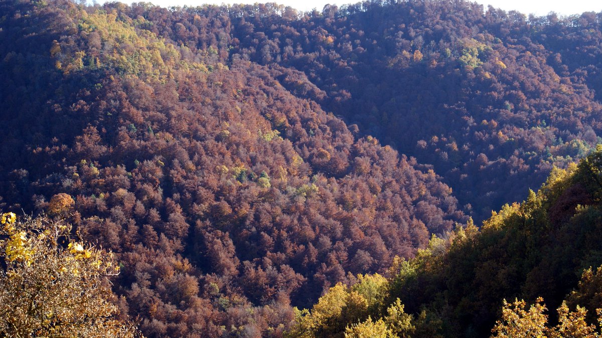 CREAF_ecologia's tweet photo. La #sequera persisteix i el nostre bosc sofreix 🍂💔
Aquestes fotografies, recollides pel voluntariat d'@AlertaForestal durant el darrer any, ho registren molt bé❤️‍🩹 https://t.co/srfY6unczi